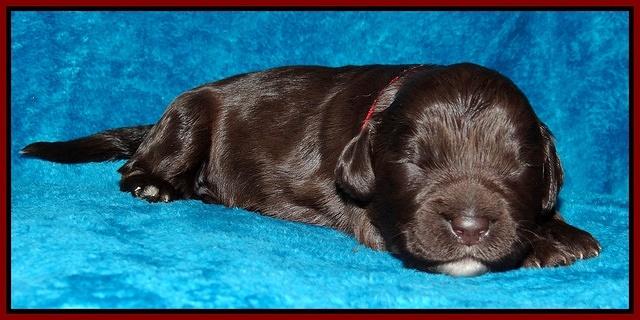 Coco Champ pups 1 wk old 221