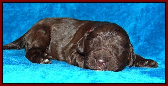 Coco Champ pups 1 wk old 231