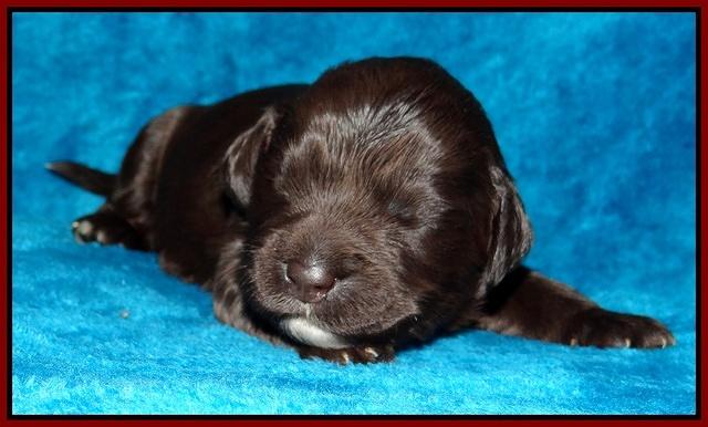 Coco Champ pups 1 wk old 241