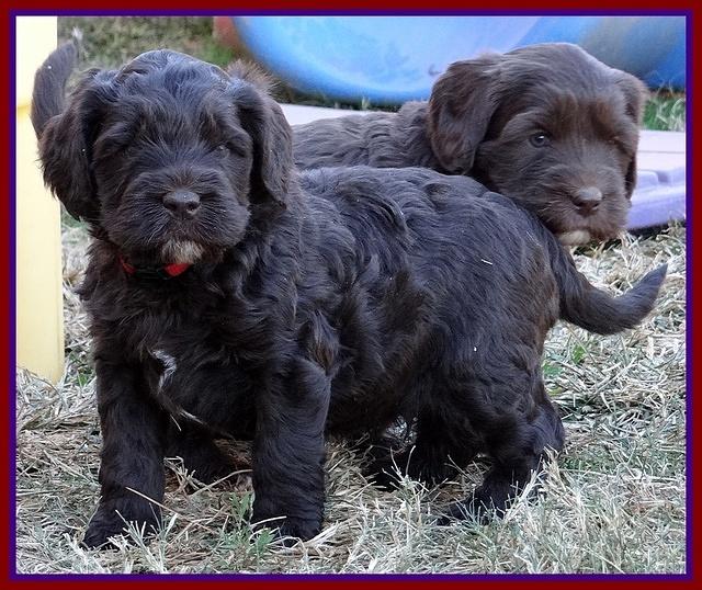 Coco Champ pups 5 wks old 281
