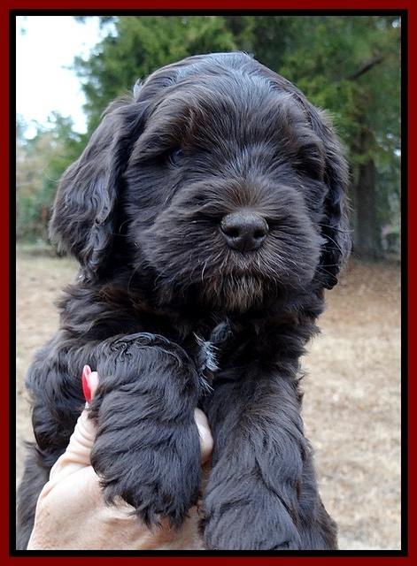 Coco Champ pups 6 wks old 018