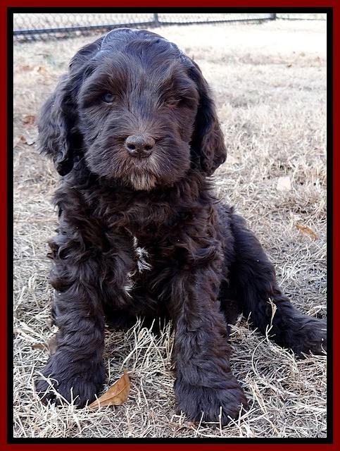 Coco Champ pups 7 wks old 371