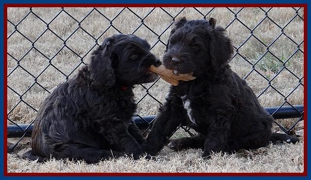 Coco Champ pups 7 wks old 411