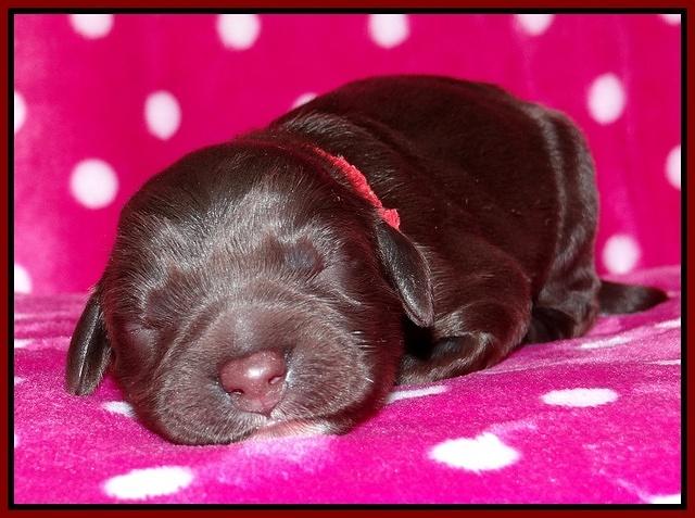 Coco Champ pups newborn 054
