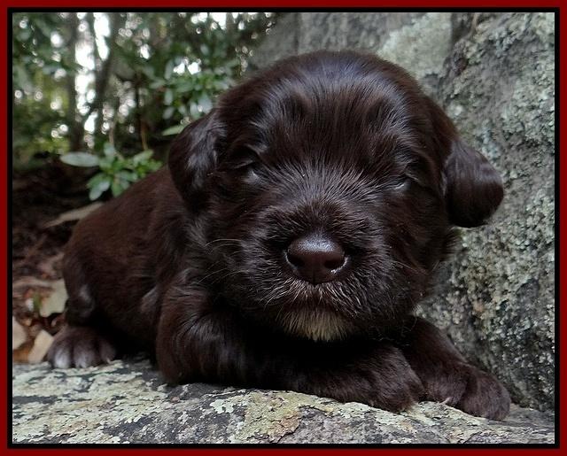 Coco Champion pups 2 wks old 068