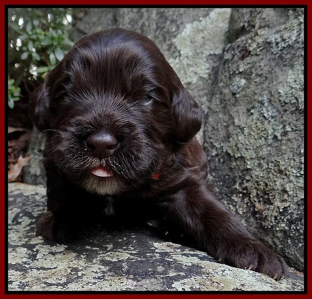 Coco Champion pups 2 wks old 070