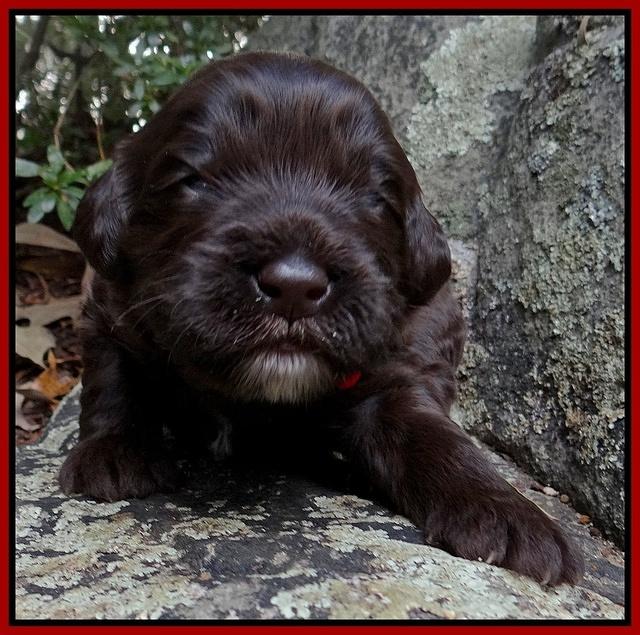 Coco Champion pups 2 wks old 071