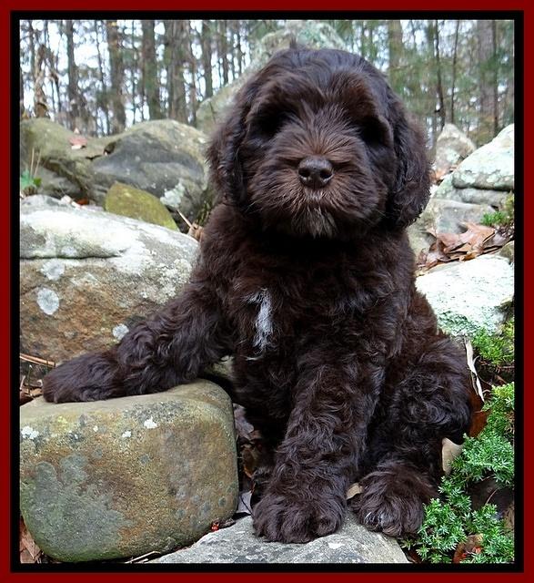 Coco champ pups 8 wks old 1 200