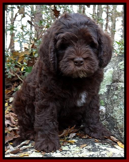 Coco champ pups 8 wks old 2 200