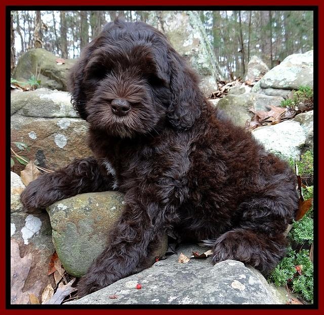 Coco champ pups 8 wks old 5 200