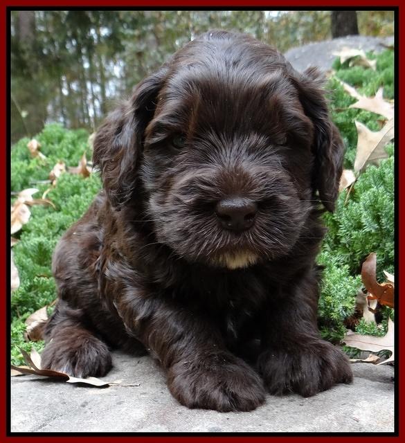 Coco champion pups 4 wks old 049