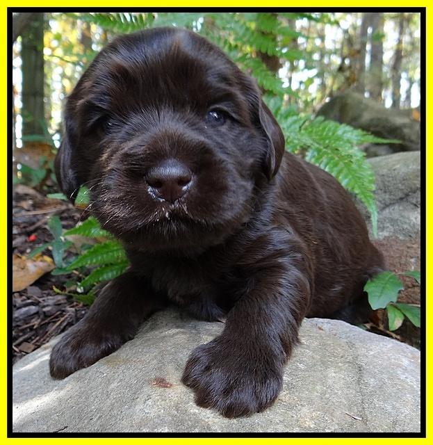 Coco Champ pups 3 wks old 064