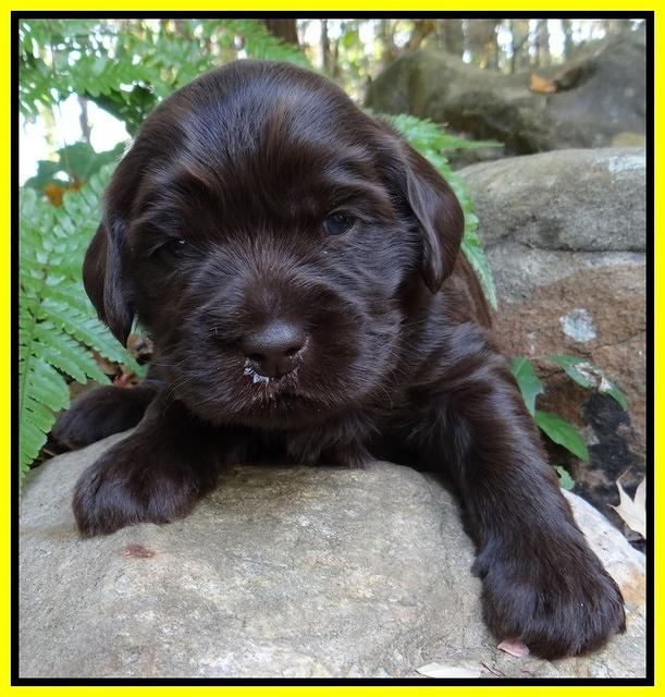 Coco Champ pups 3 wks old 070