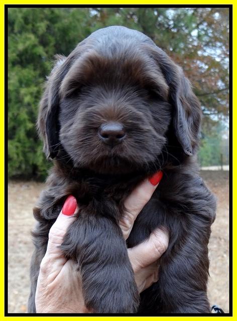 Coco Champ pups 6 wks old 026