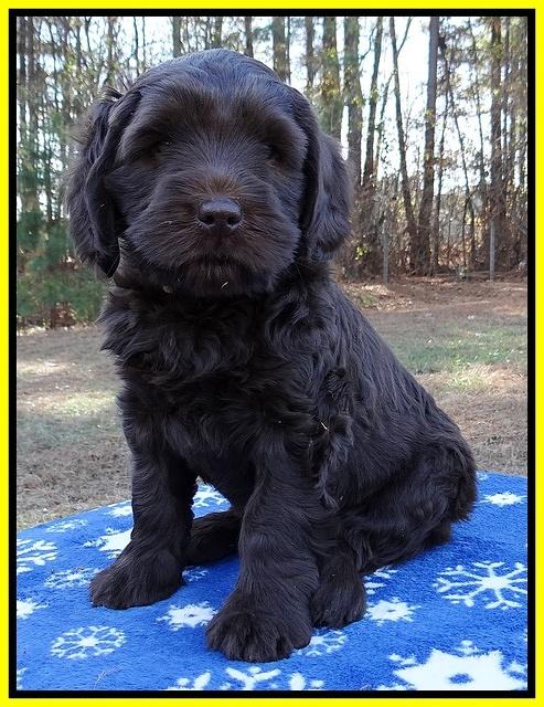 Coco Champ pups 7 wks old 271