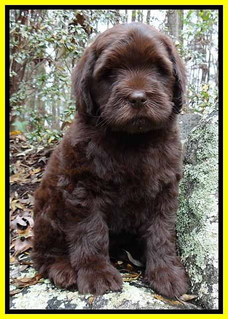 Coco Champion pups 8 wks old 100 017