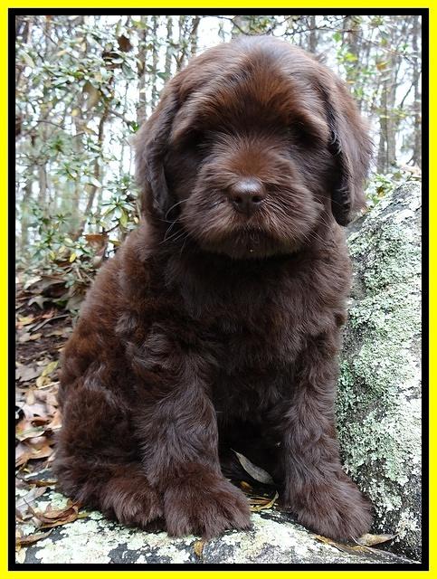 Coco Champion pups 8 wks old 100 020