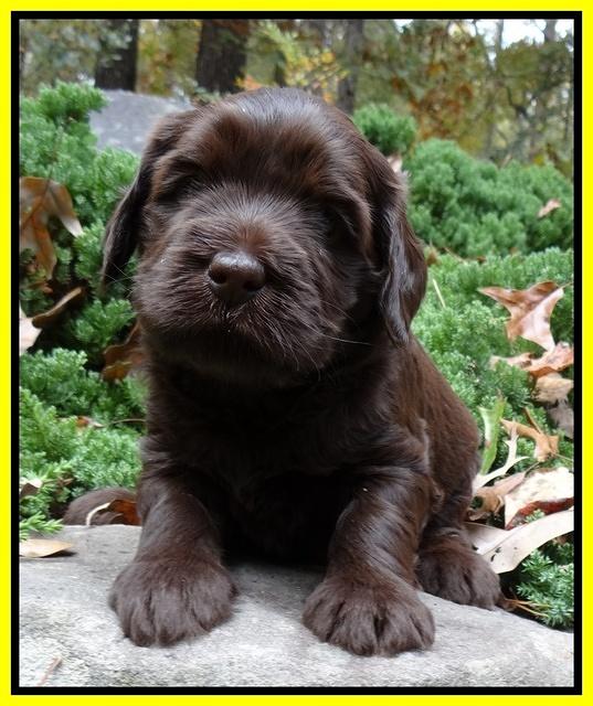 Coco champion pups 4 wks old 020