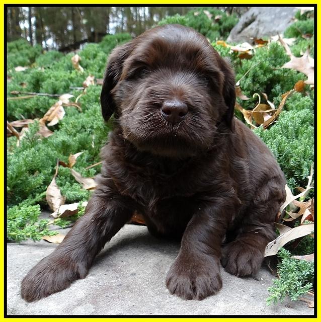 Coco champion pups 4 wks old 024