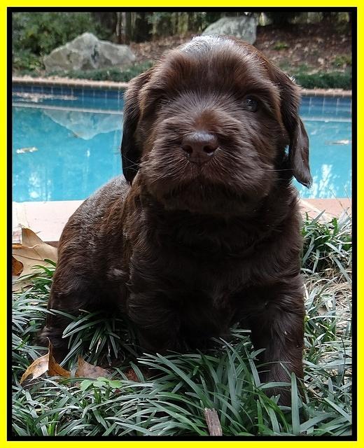 Coco champion pups 4 wks old 028