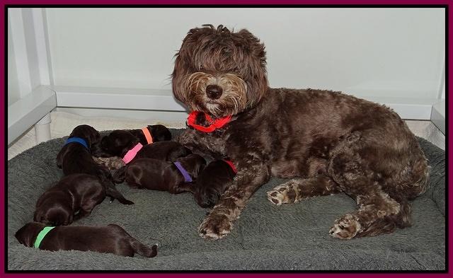 Coco Champ pups 1 wk old 11