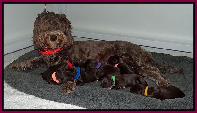 Coco Champ pups 1 wk old 31