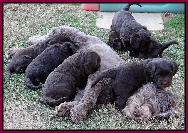 Coco Champ pups 5 wks old 41