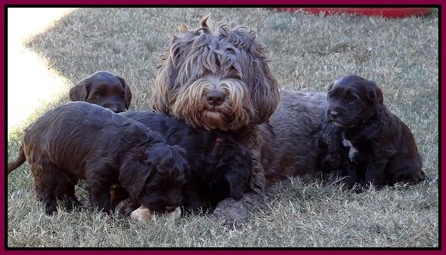Coco Champ pups 5 wks old 411
