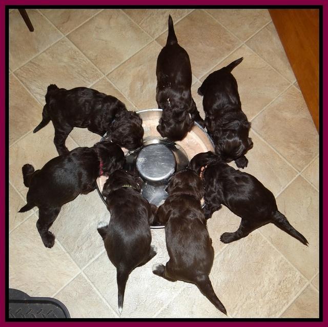 Cocos pups first meal 3 wks old