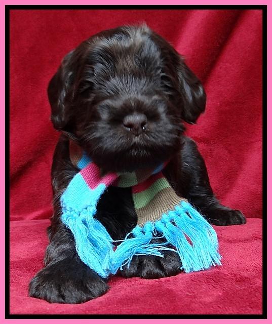 Darling Hero pups 3 wks old 11