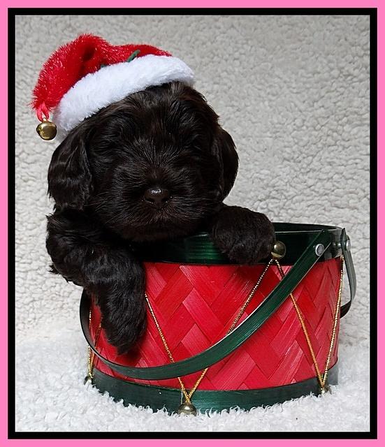 Darling Hero pups 4 wks old 016