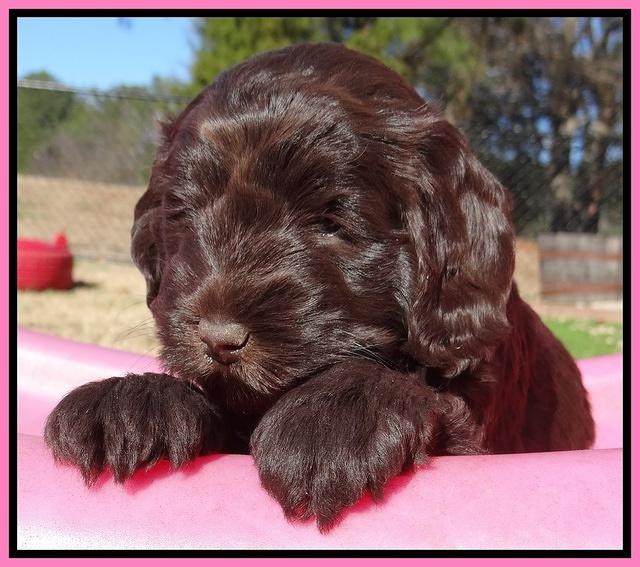 Darling Hero pups 5 wks old 31