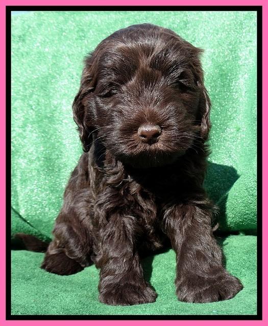 Darling Hero pups 5 wks old 41