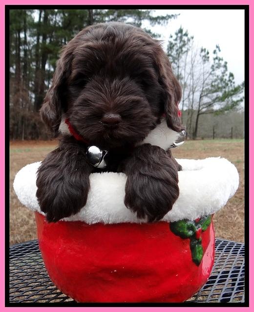 Darling Hero pups 6 wks old 11