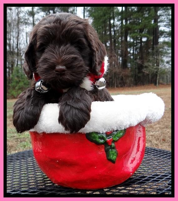 Darling Hero pups 6 wks old 41
