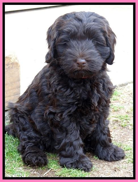 Darling Hero pups 7 wks old 101