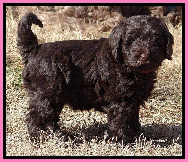 Darling Hero pups 7 wks old 71