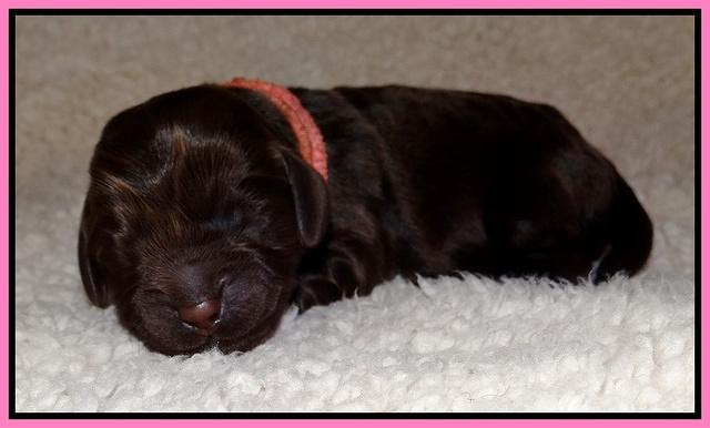Darling Hero pups newborn 1 007