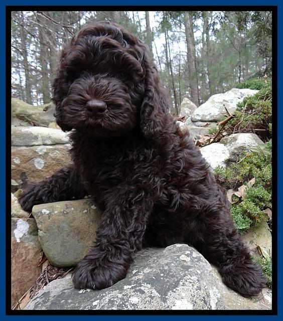 Darling Hero Pups 8 wks old 022