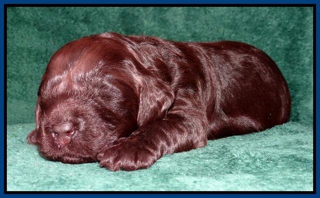 Darling Hero pups 2 wks old 012