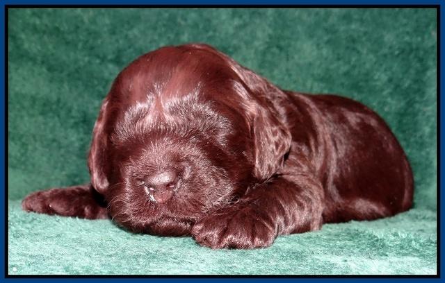 Darling Hero pups 2 wks old 013