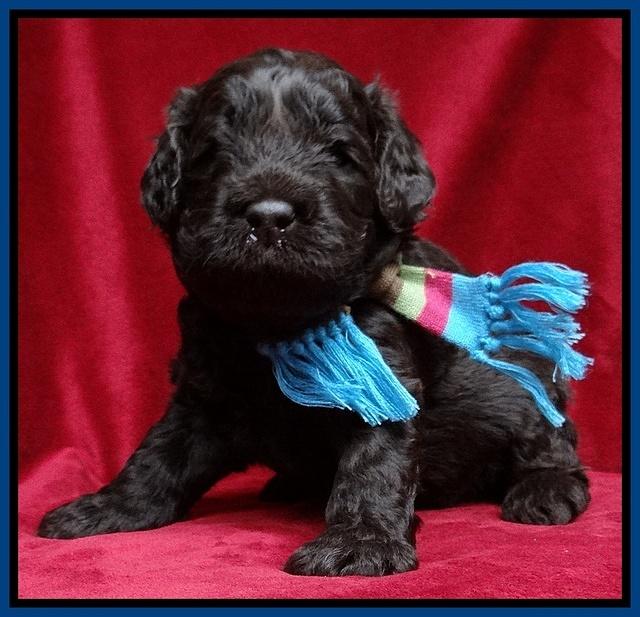 Darling Hero pups 3 wks old 41
