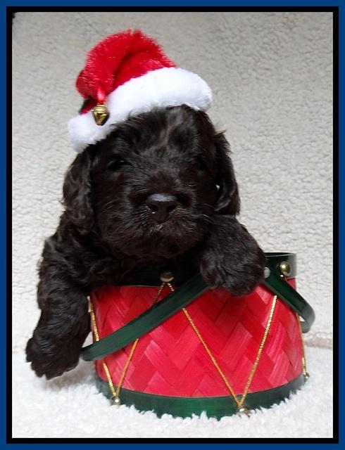 Darling Hero pups 4 wks old 005