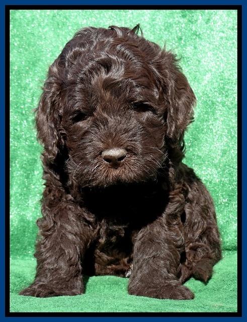 Darling Hero pups 5 wks old 71
