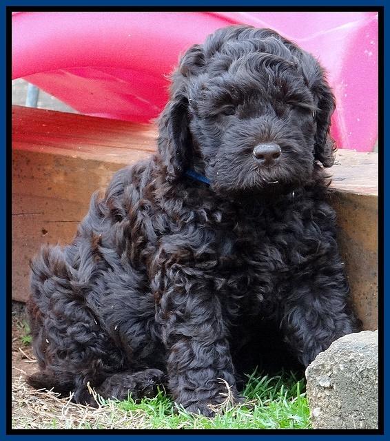 Darling Hero pups 6 wks old 51