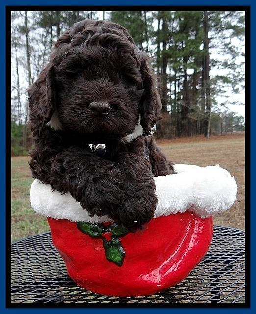 Darling Hero pups 6 wks old 61