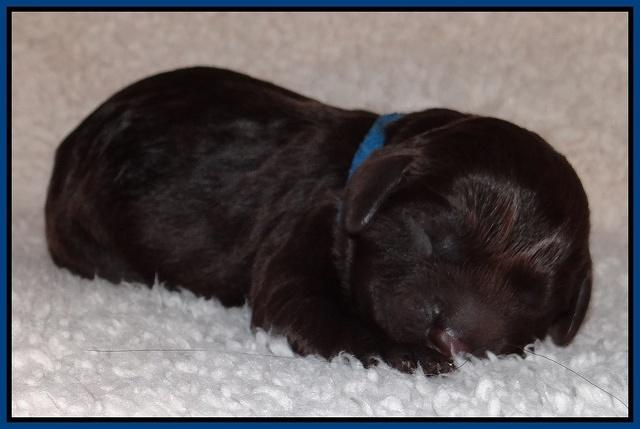 Darling Hero pups newborn 013