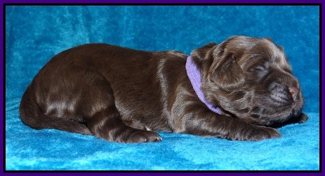 Darling Hero pups 1 wk old 111
