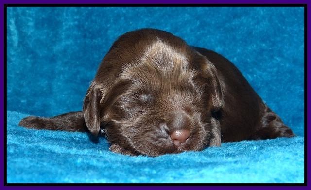 Darling Hero pups 1 wk old 131