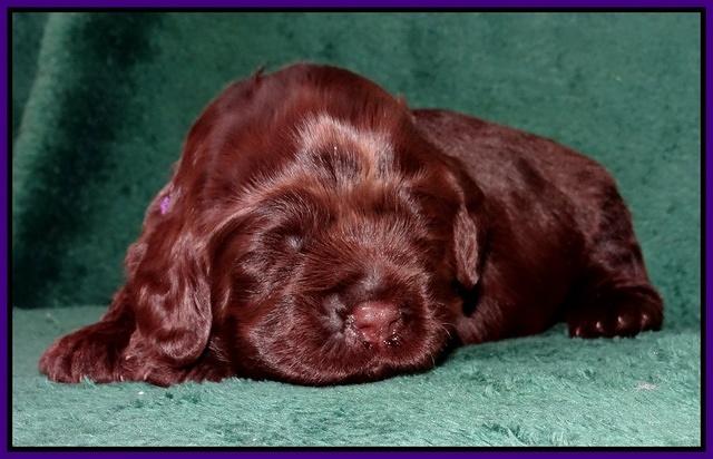 Darling Hero pups 2 wks old 023